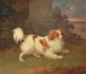 Un spaniel de Blenheim de William Webb